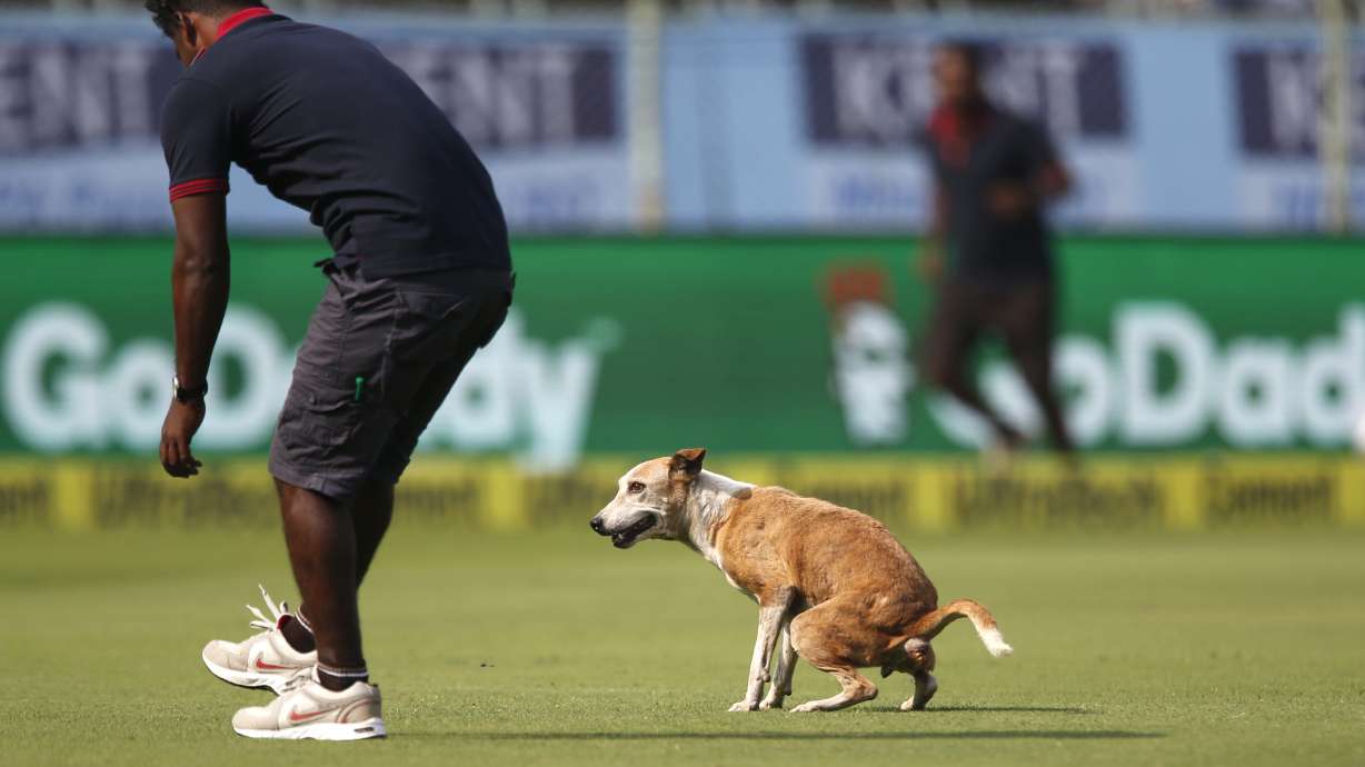 Dog stops play in cricket match between India and England