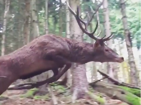 Video shows hunter’s close encounter with red stag