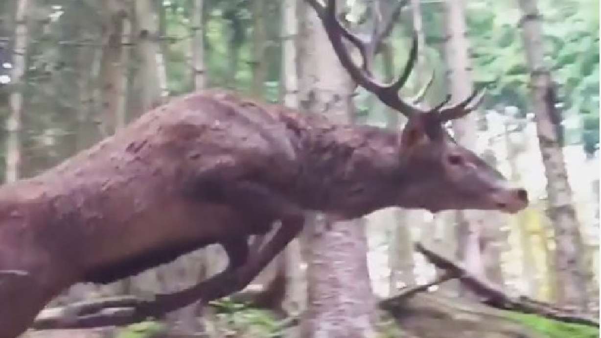 Video shows hunter’s close encounter with red stag