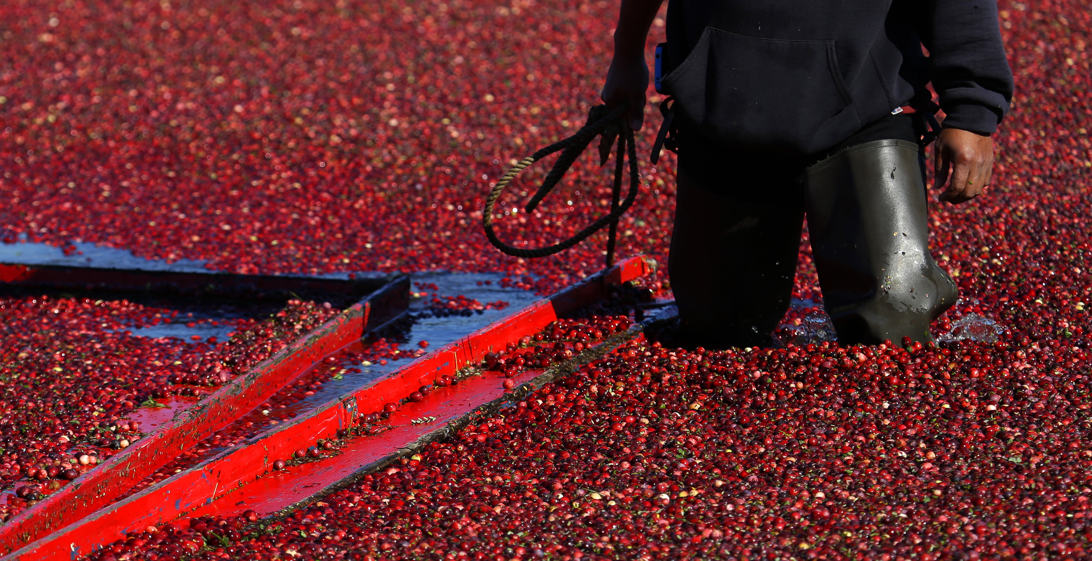 AP PHOTOS: Cranberries bubble from bog to Thanksgiving table