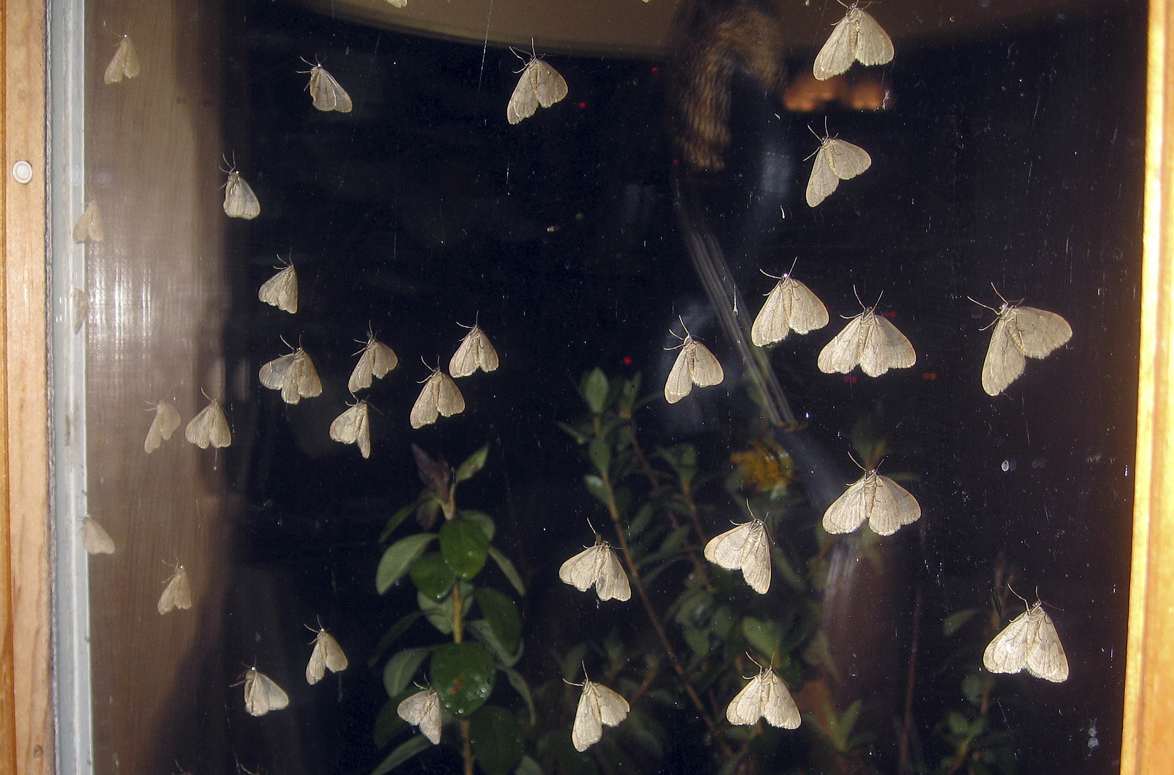 Invasive winter moths making late November appearance