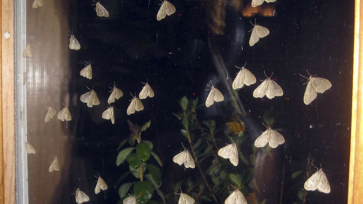 Invasive winter moths making late November appearance