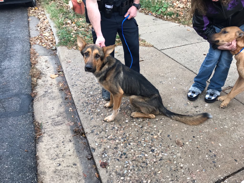 3 abandoned, emaciated dogs found in house where tenants were evicted