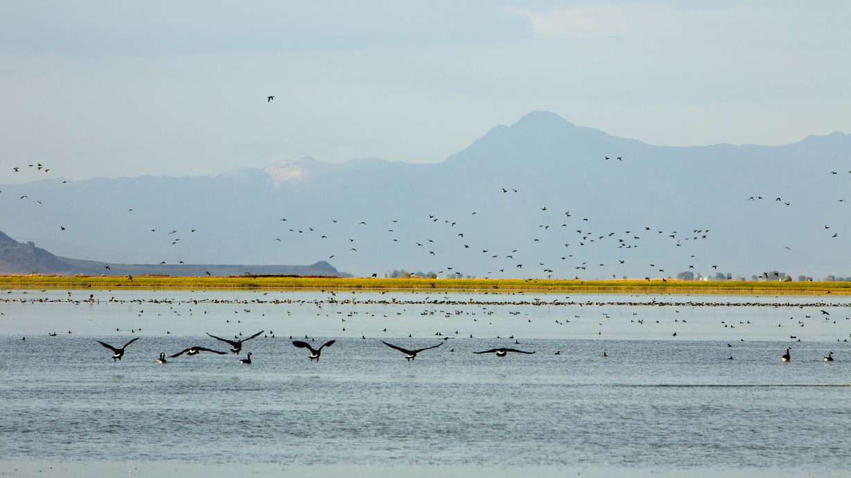 US Interior Department expands hunting at Utah bird refuge