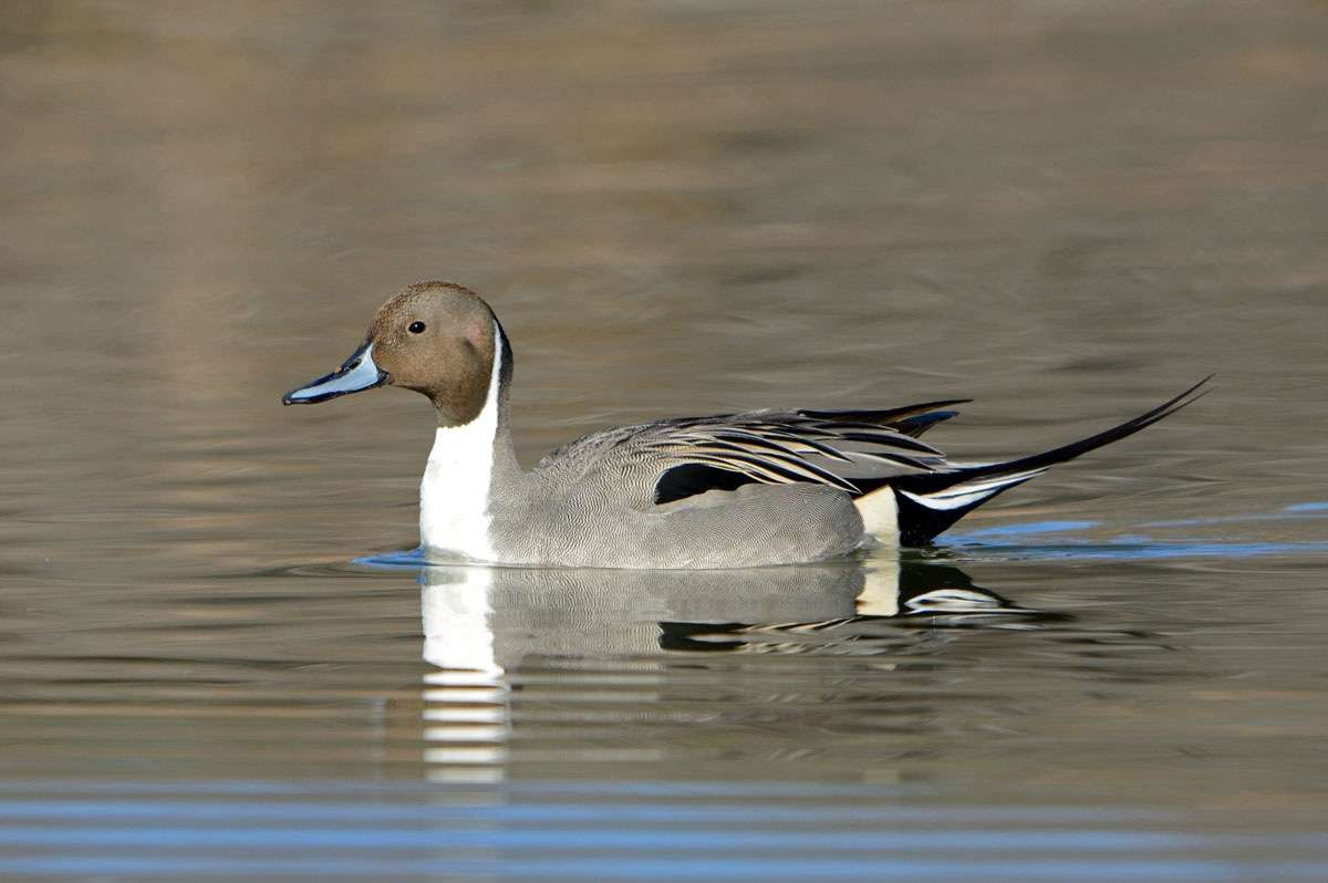 Photo credit: Rick Fridell, Utah Division of Wildlife Resources