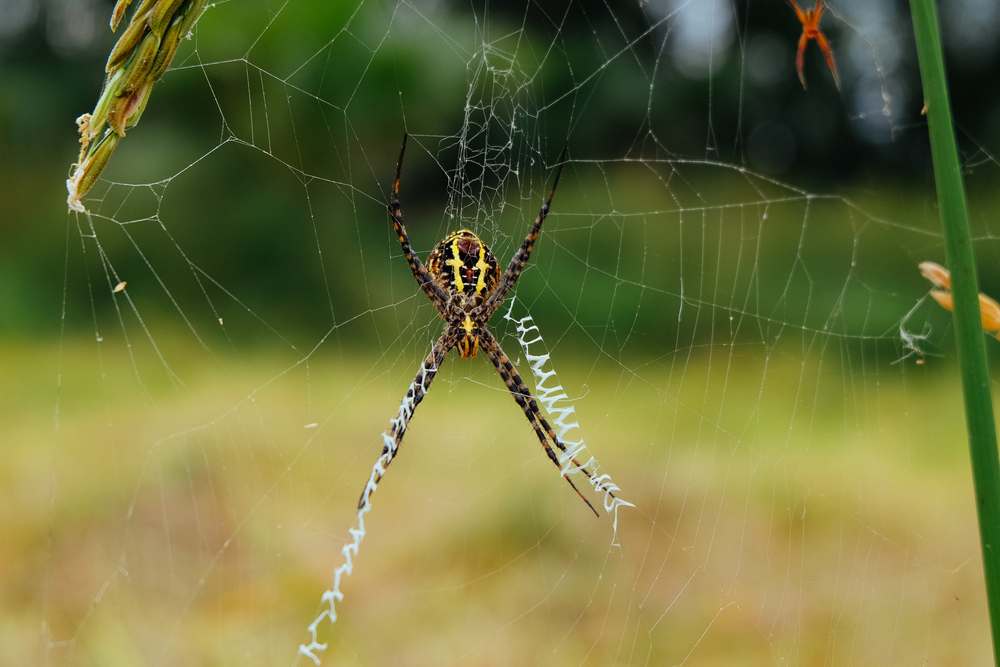 Spiders may have flown 400 miles to colonize island 2M years ago, study says