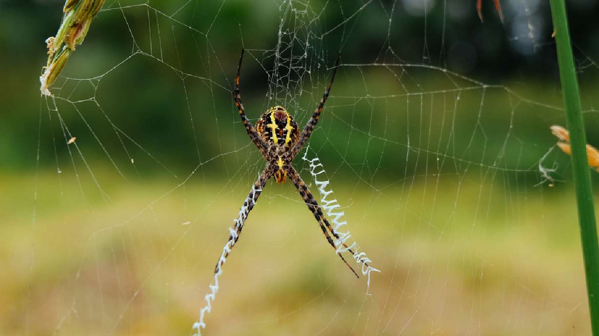 Spiders may have flown 400 miles to colonize island 2M years ago, study says