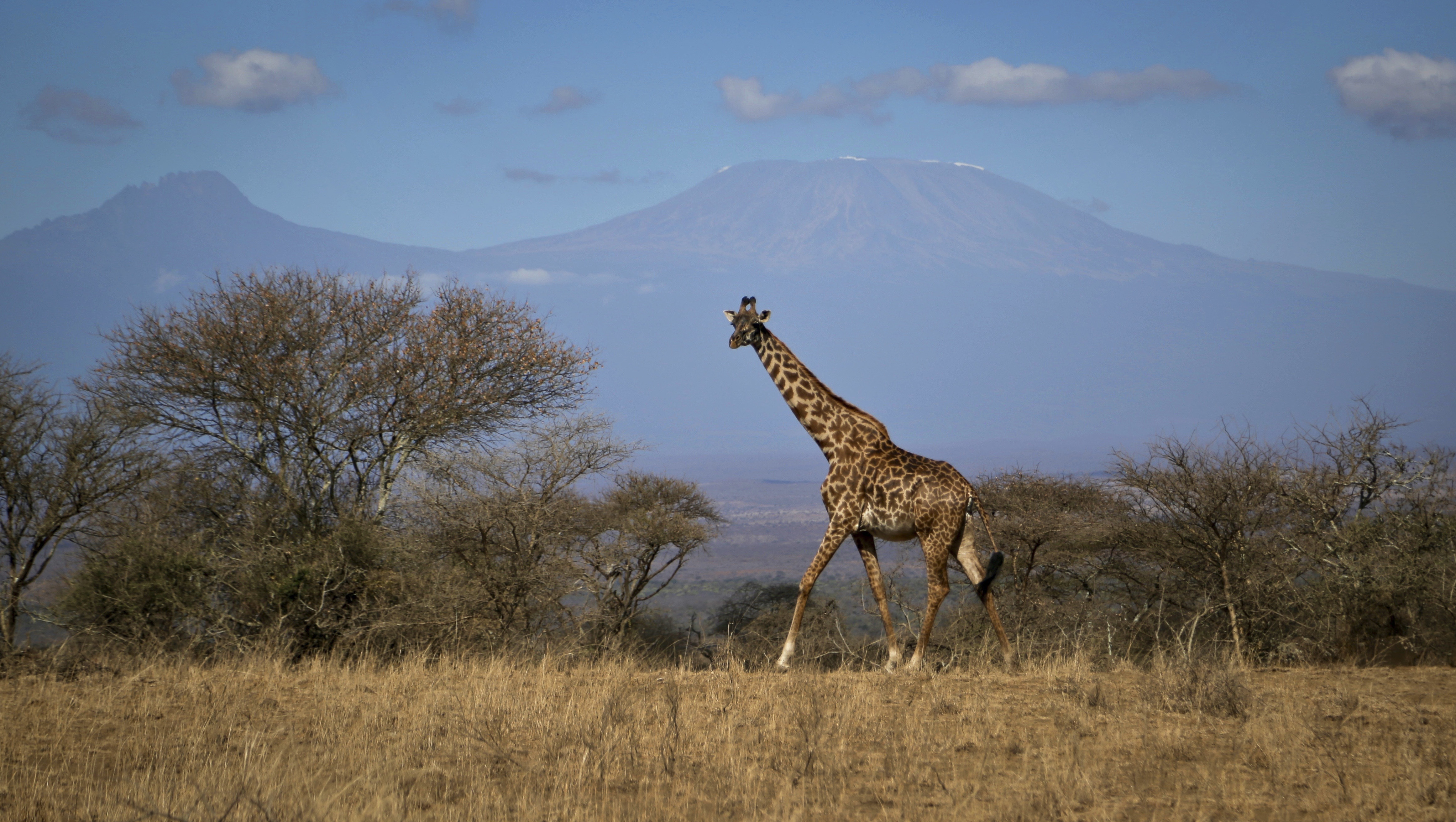 Giraffes, rarer than elephants, put on extinction watch list