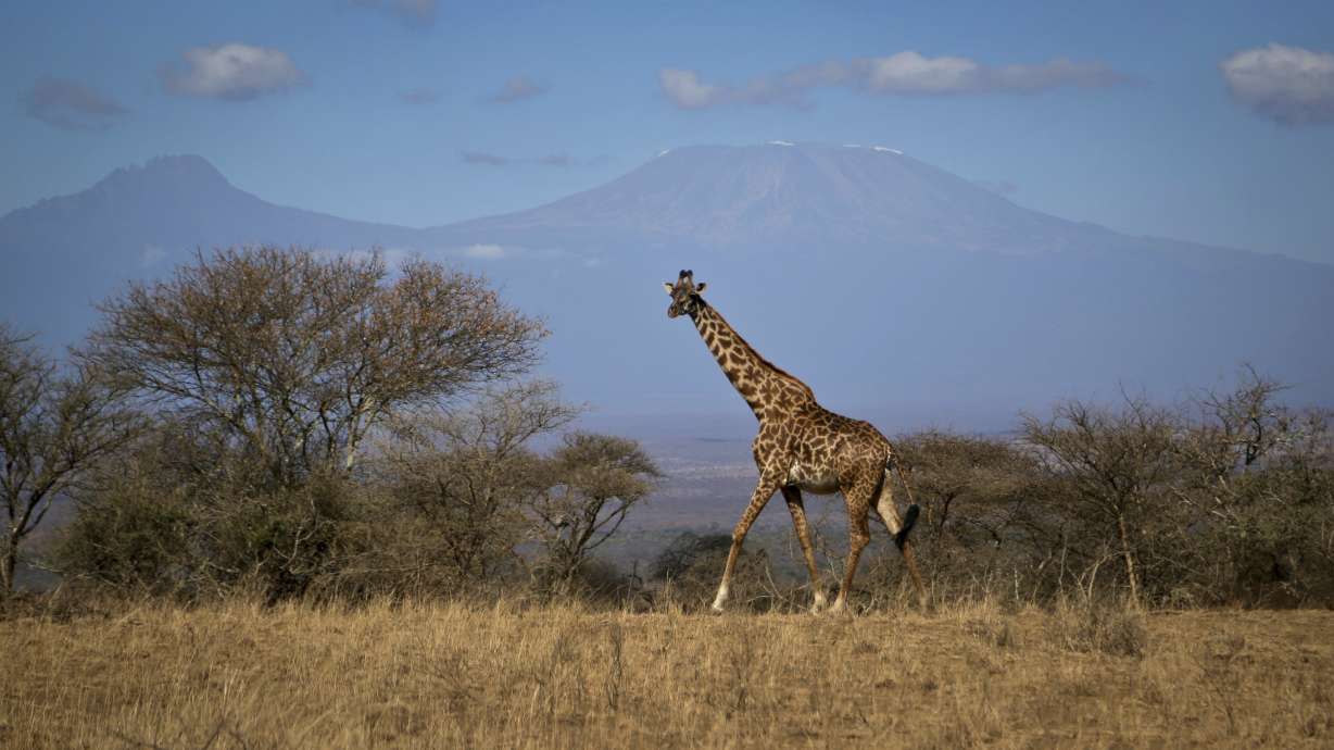 Giraffes, rarer than elephants, put on extinction watch list