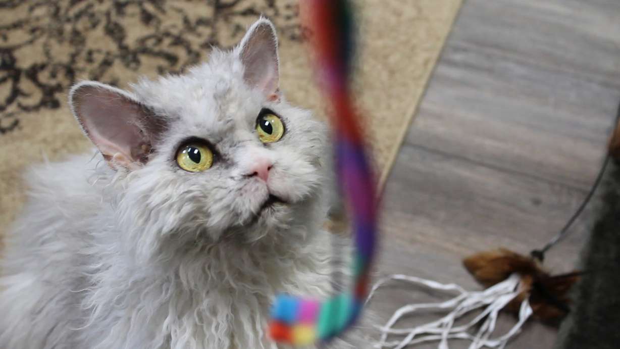 (Photo: Carter Williams, KSL.com)