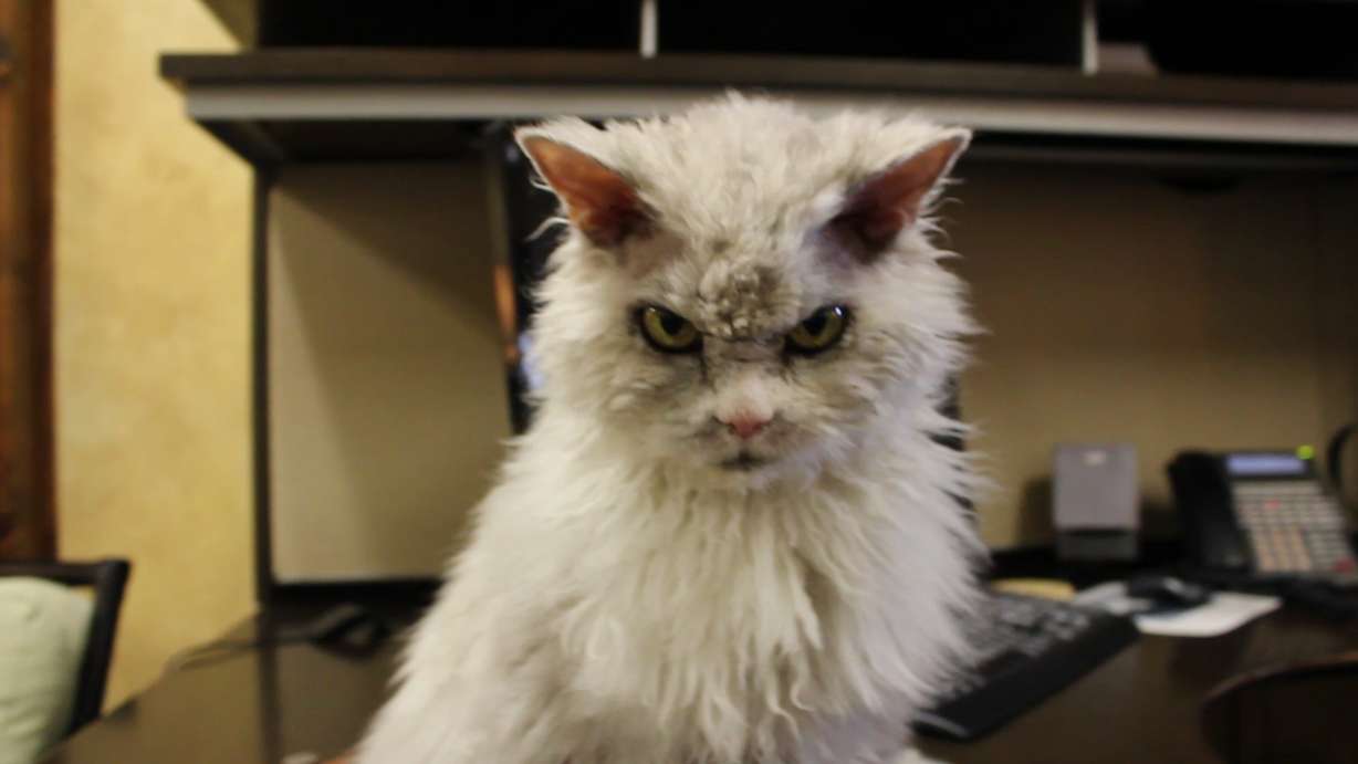 (Photo: Carter Williams, KSL.com)