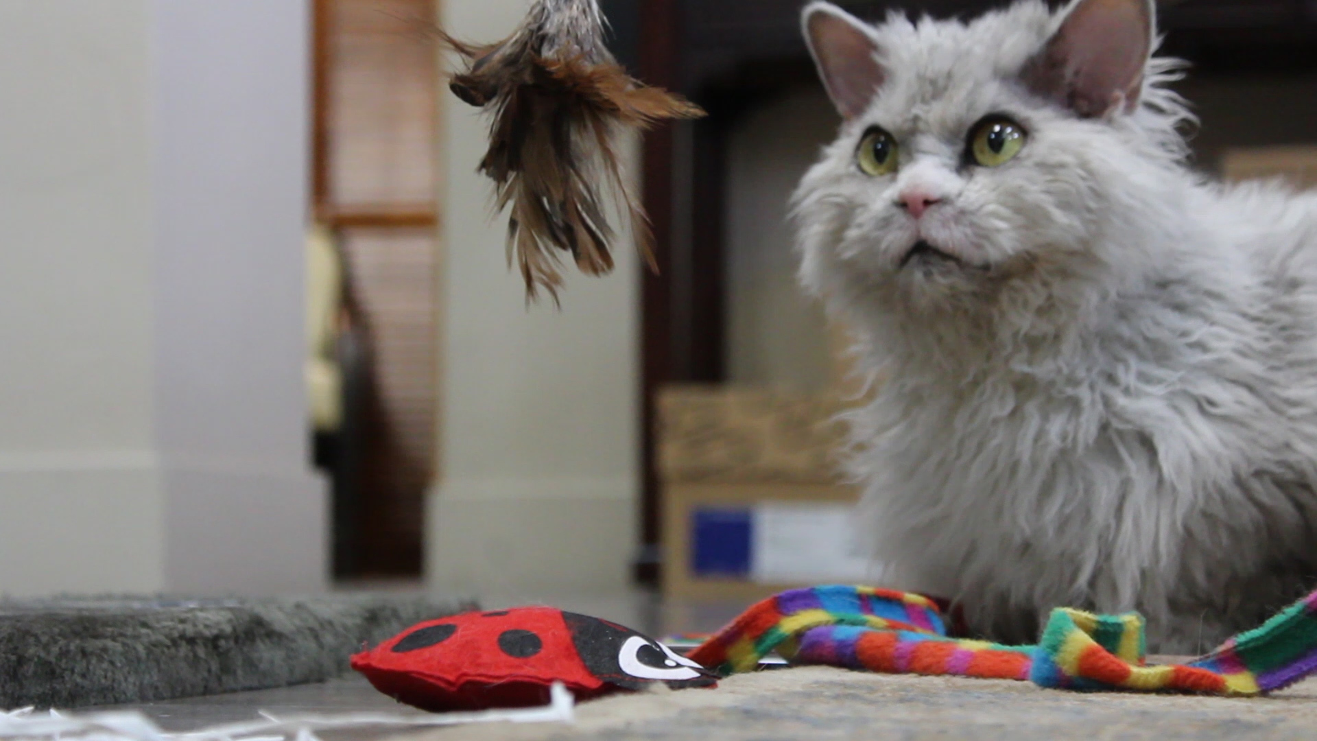 (Photo: Carter Williams, KSL.com)