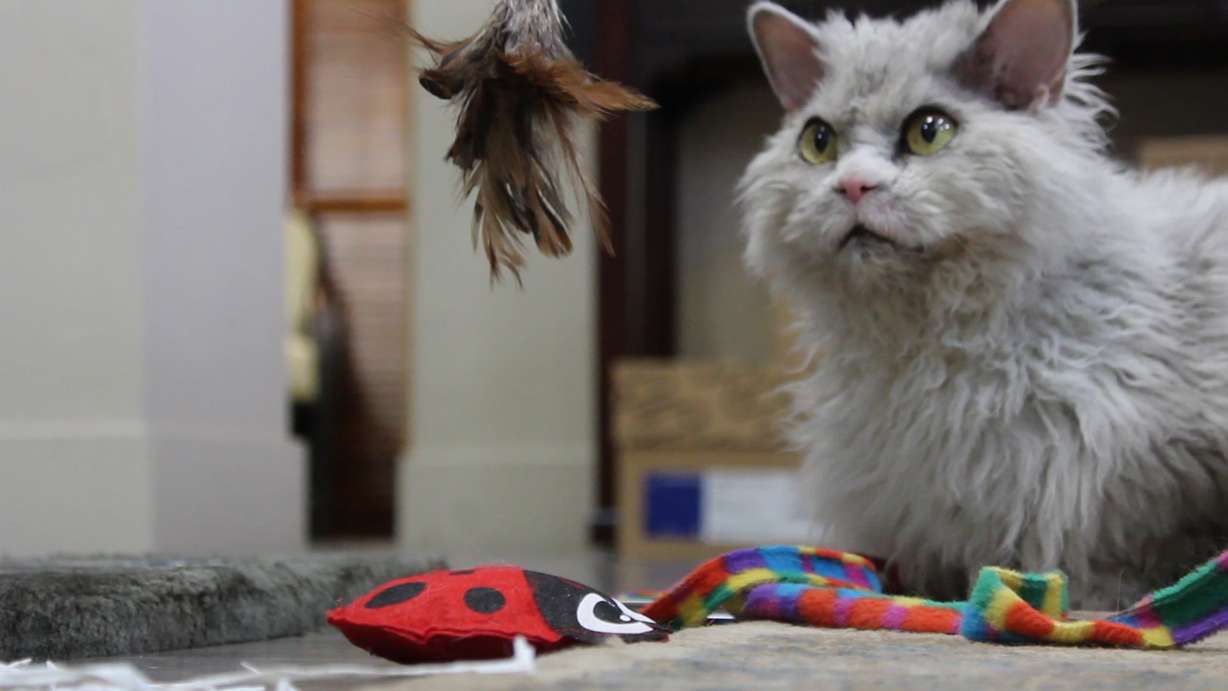 (Photo: Carter Williams, KSL.com)