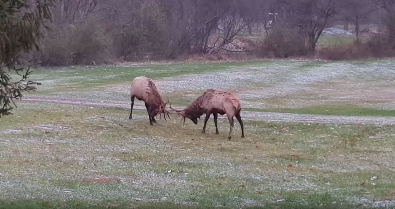 Video shows bull elk battle in a snowstorm