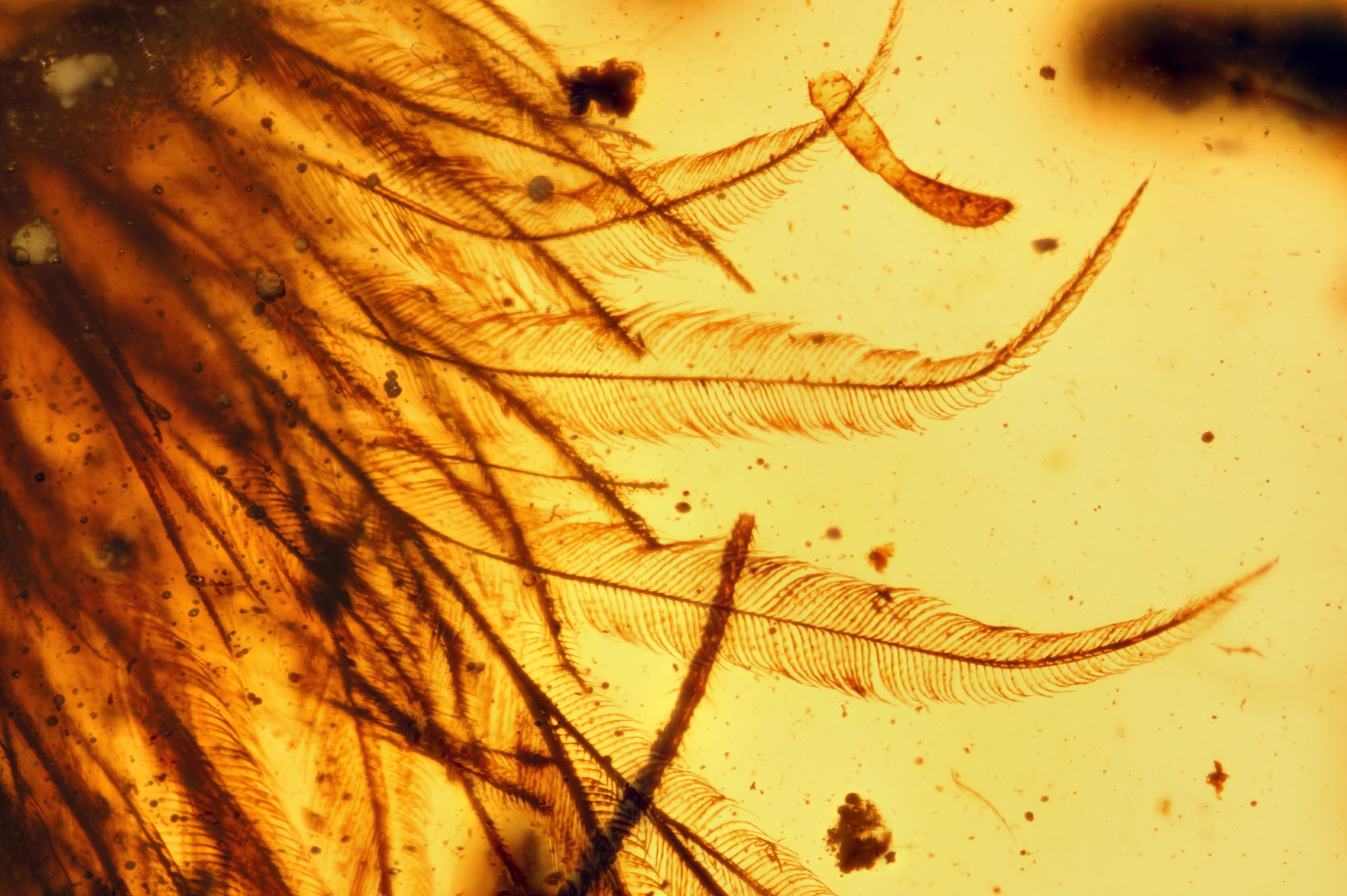 'Once in a lifetime find': Dinosaur tail discovered trapped in amber
