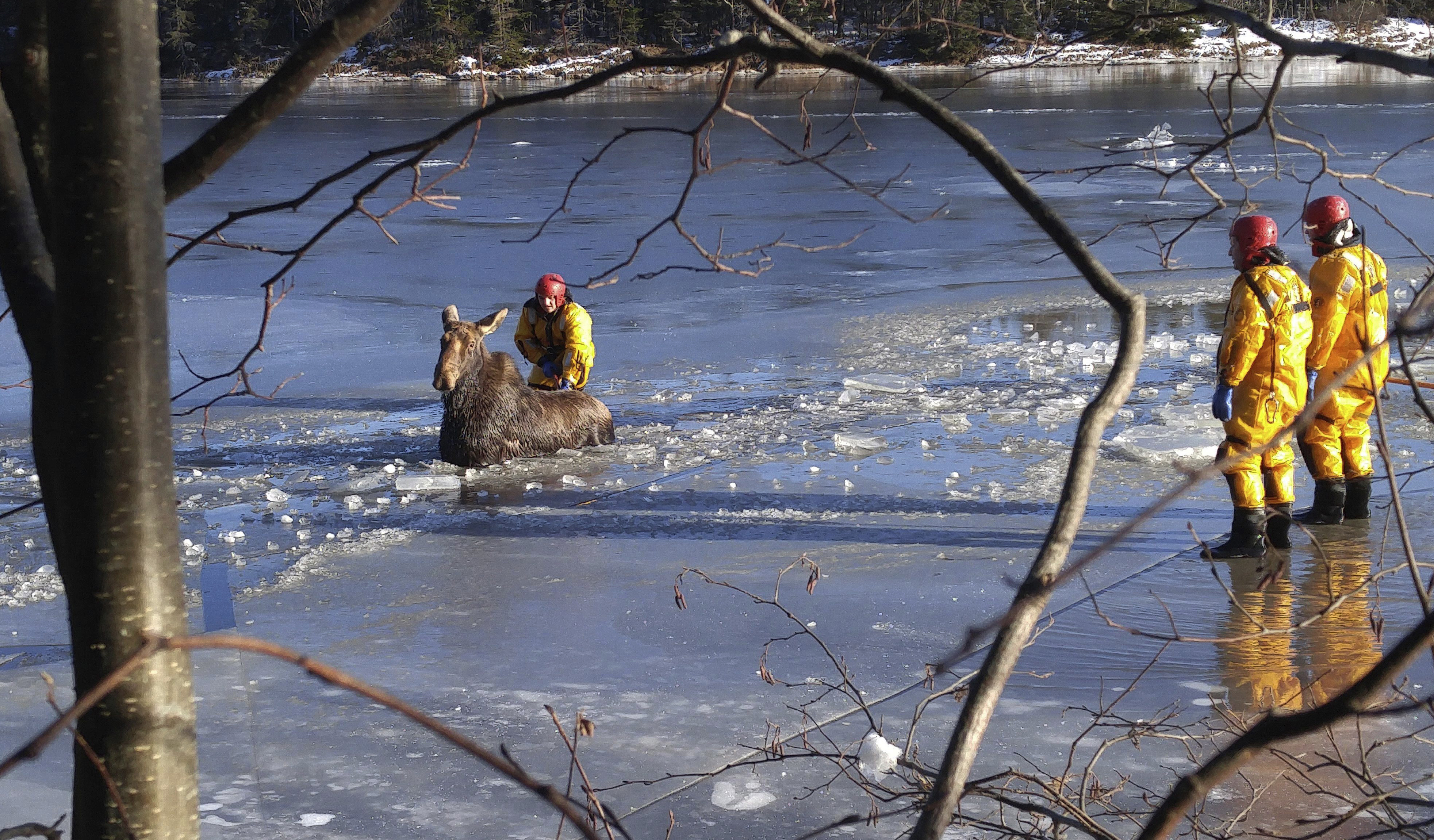 Canadian firefighters rescue moose trapped in ice