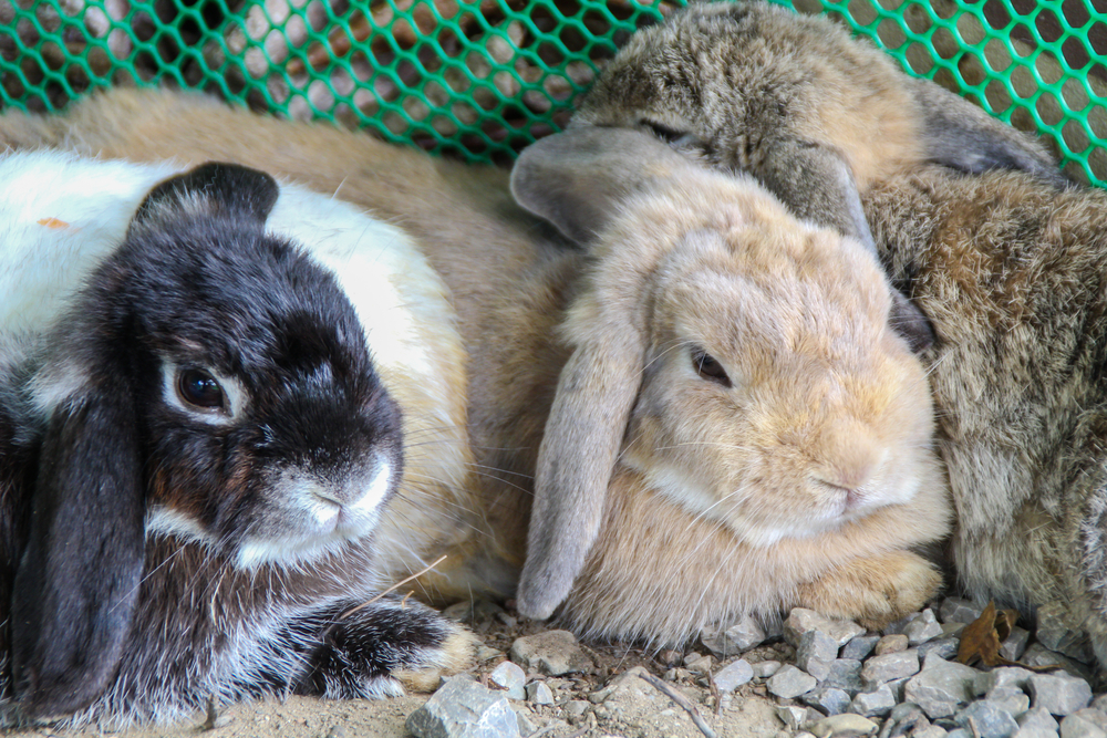 Easter bunnies? Utah Humane Society dispels rabbit myths, encourages (responsible) adoption