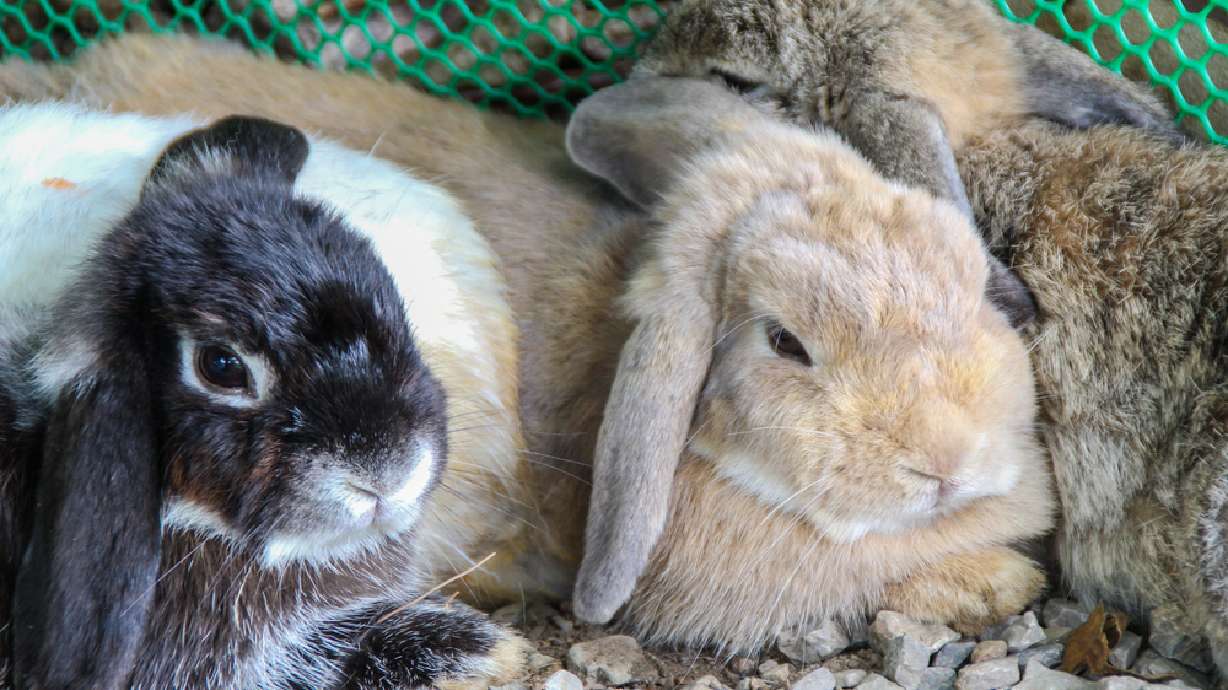 Draper company recalls rabbit feed after complaints of death, illness