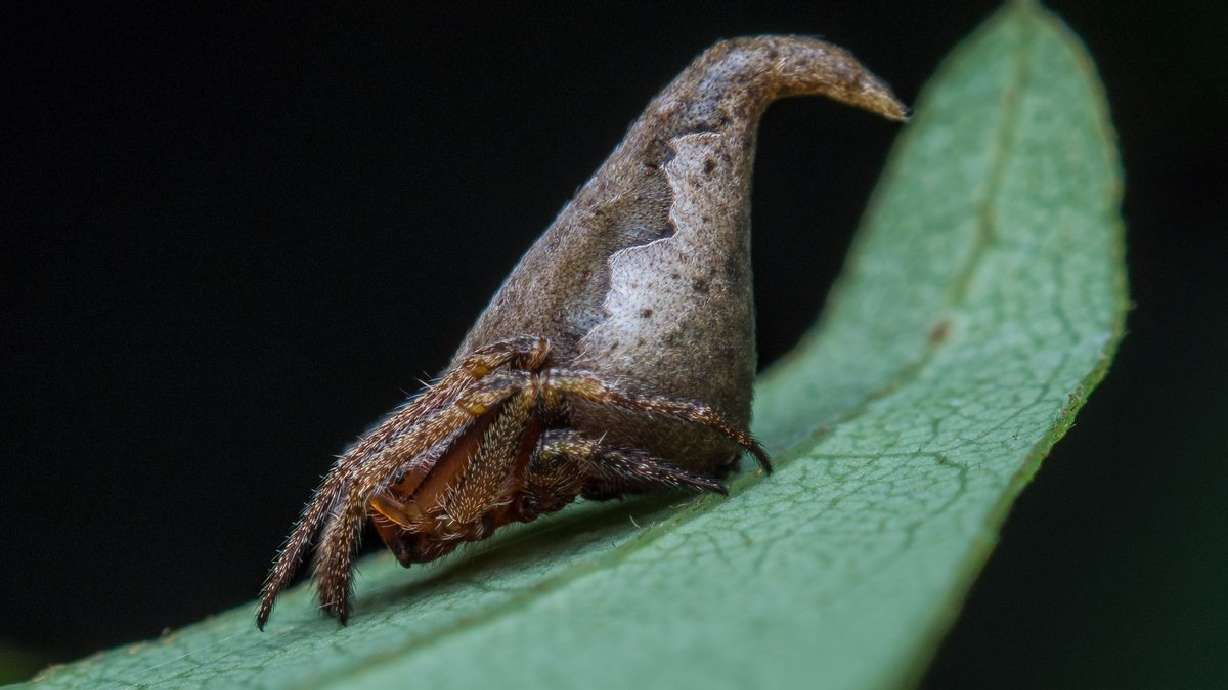 New species of spider named after enchanted 'Harry Potter' sorting hat