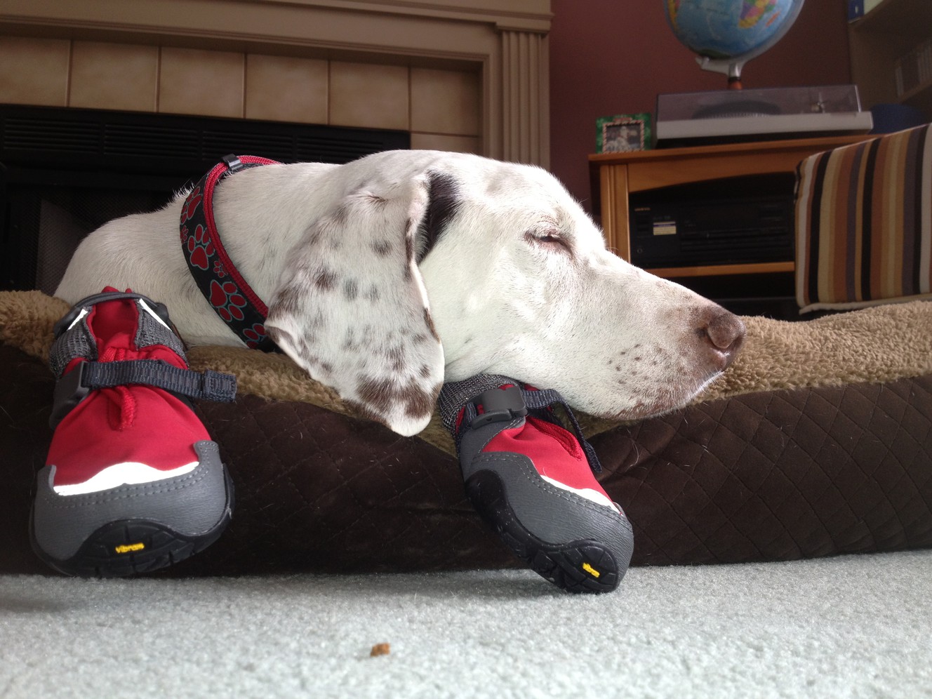 Tips to keep your dog warm, protect its feet in winter