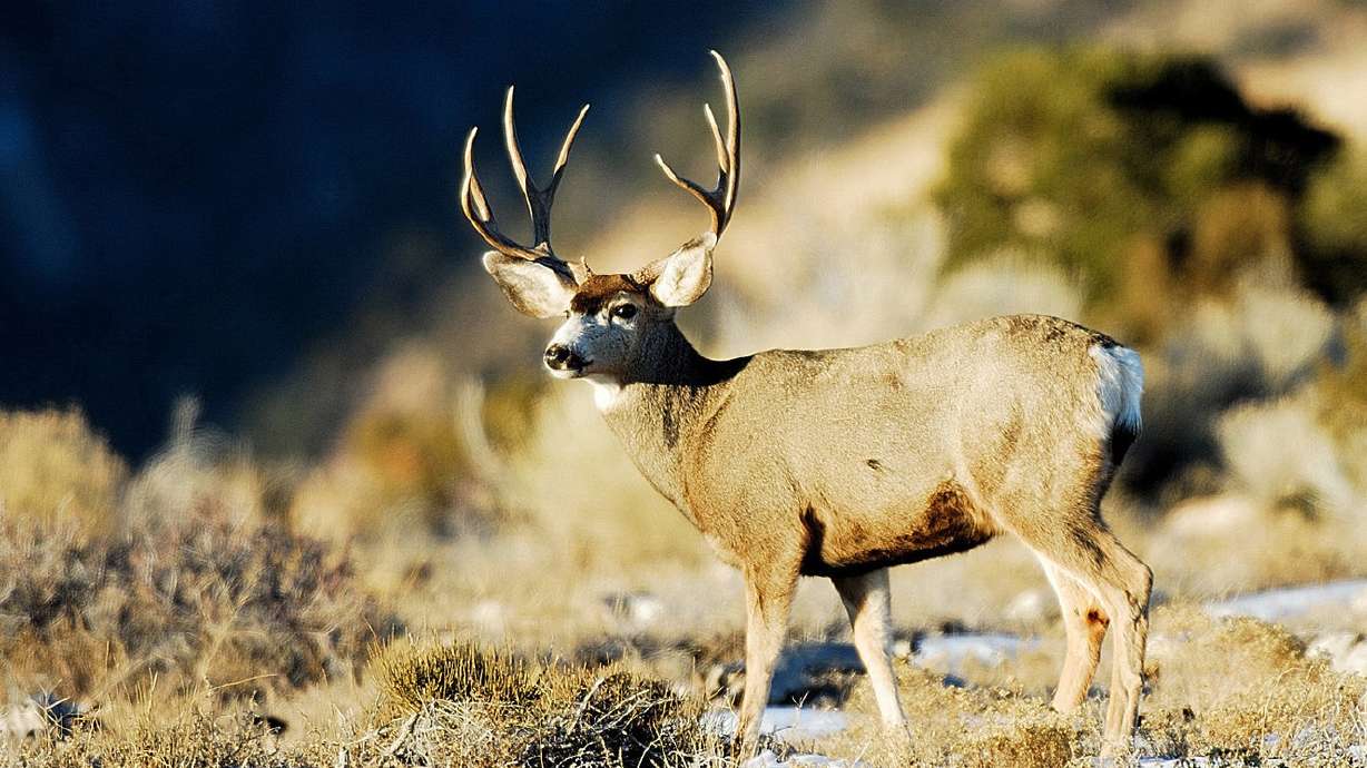Utah Wildlife Board approves new big-game hunts, changes for 2017 season
