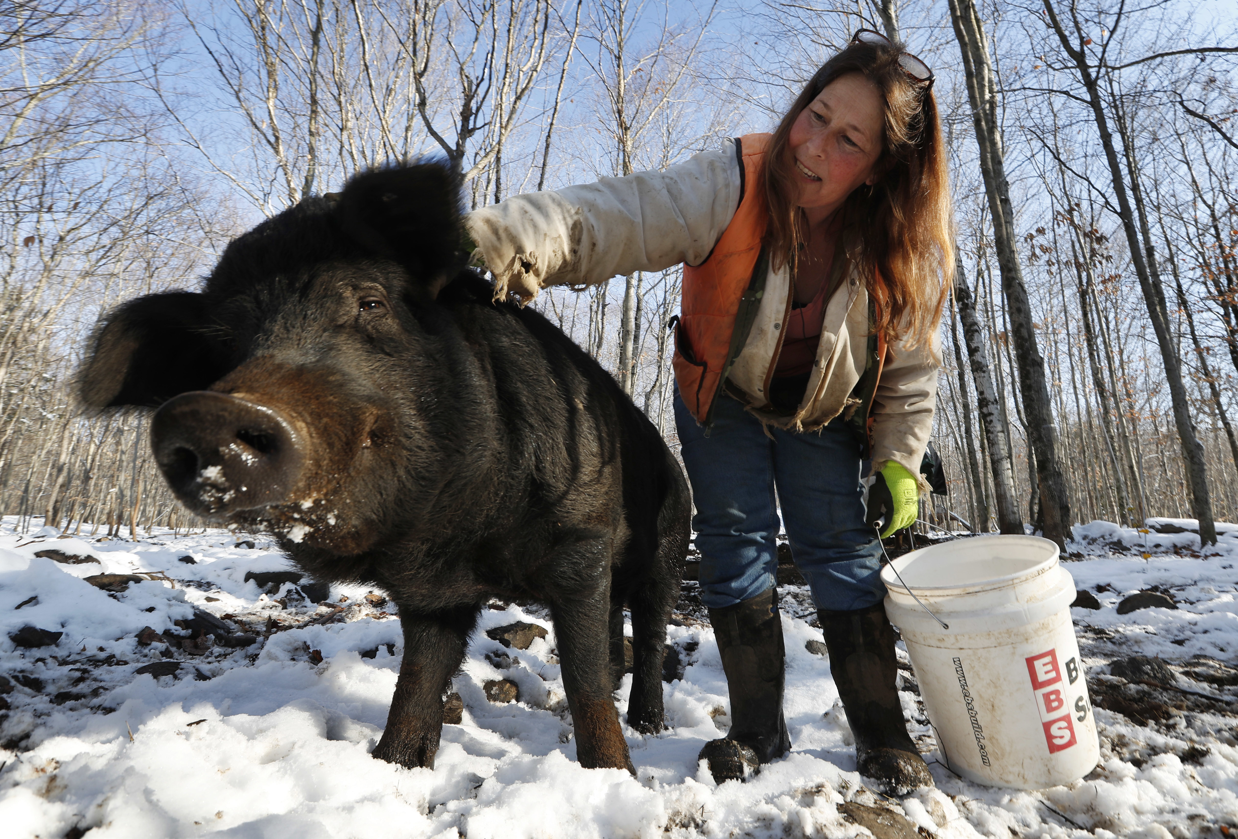 Race to save rare breed of pig hinges on eating them