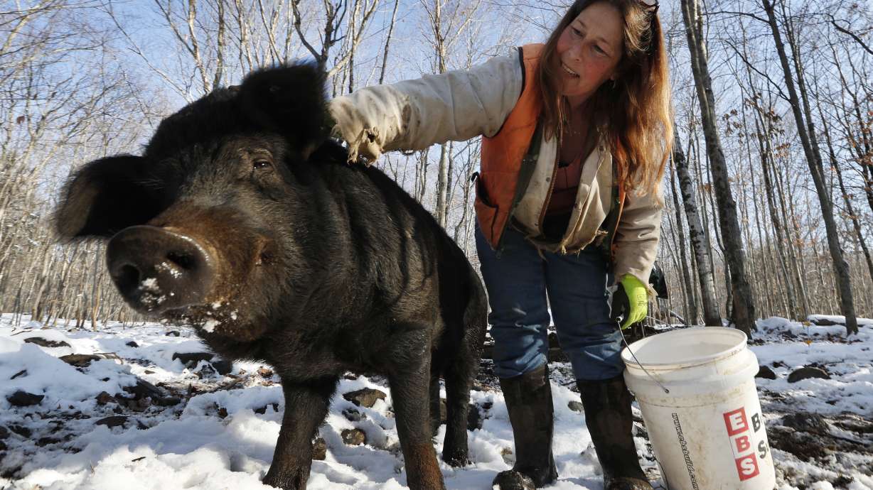 Race to save rare breed of pig hinges on eating them