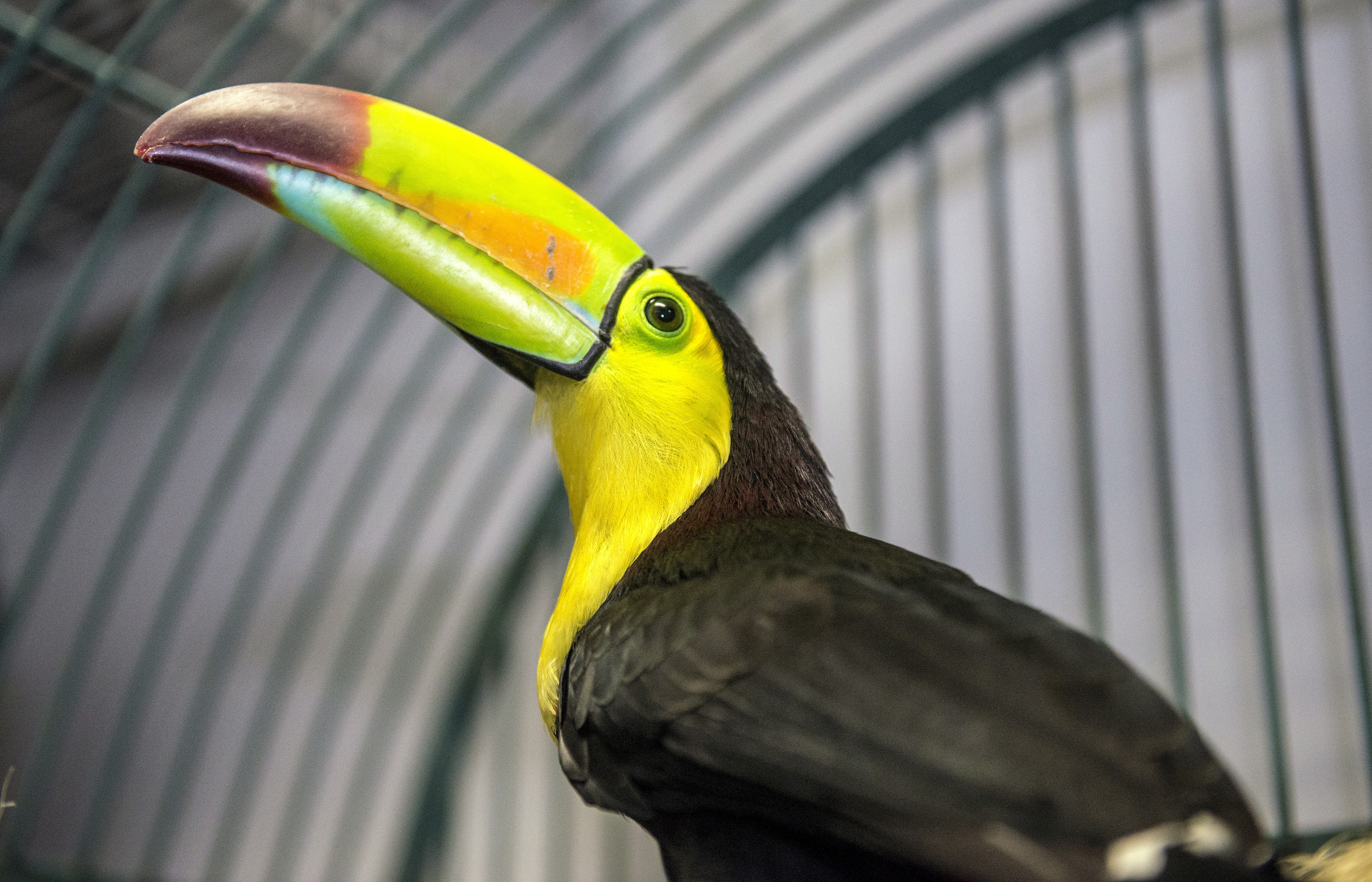 Fugitive toucan captured in Southern California