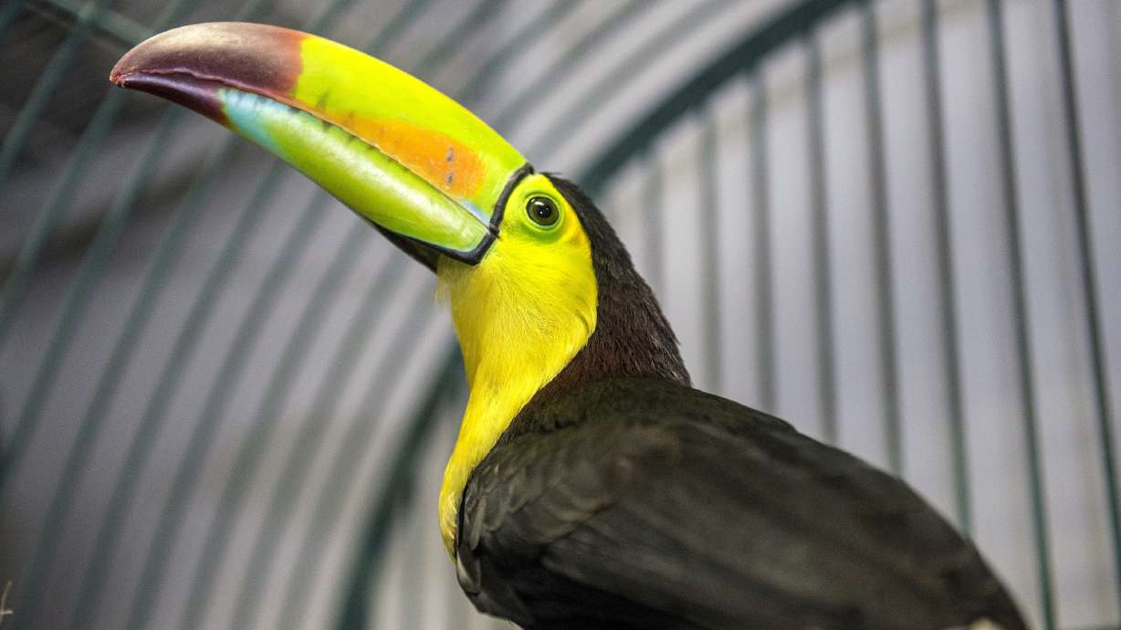 Fugitive toucan captured in Southern California
