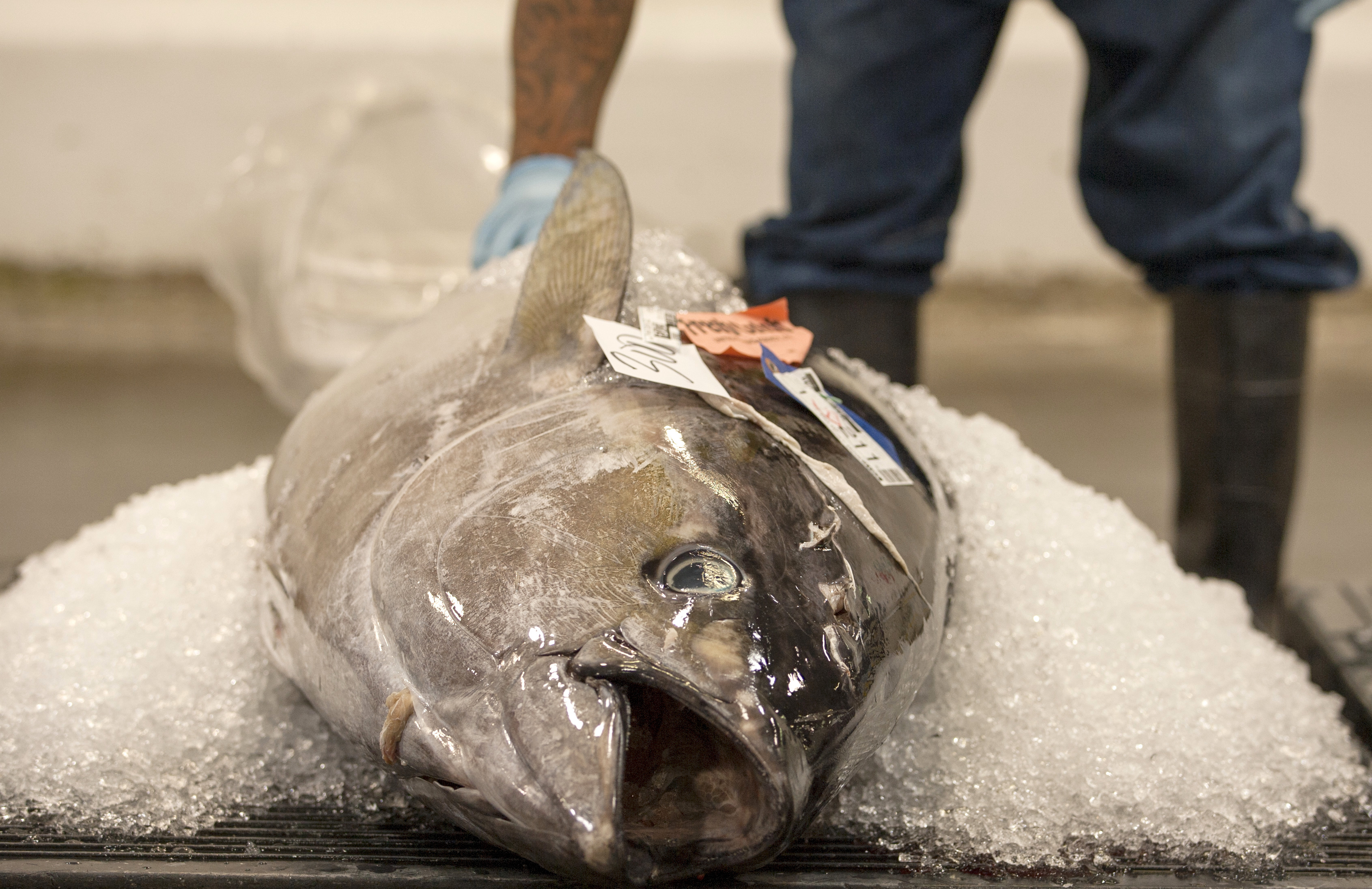 US issuing new rules to curb illegal fishing, seafood fraud