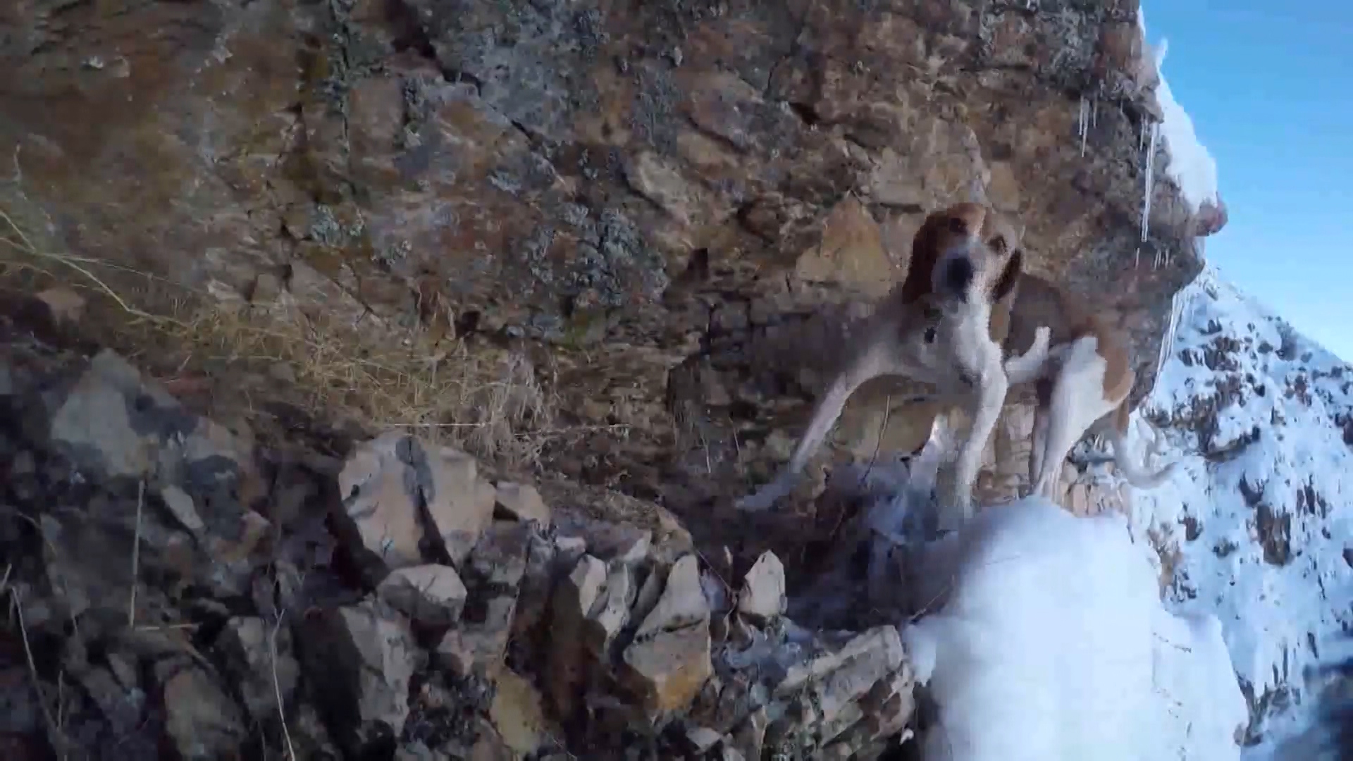 Dog Gets Stuck On Steep Snowy Mountain Ledge In Utah Ksl Com