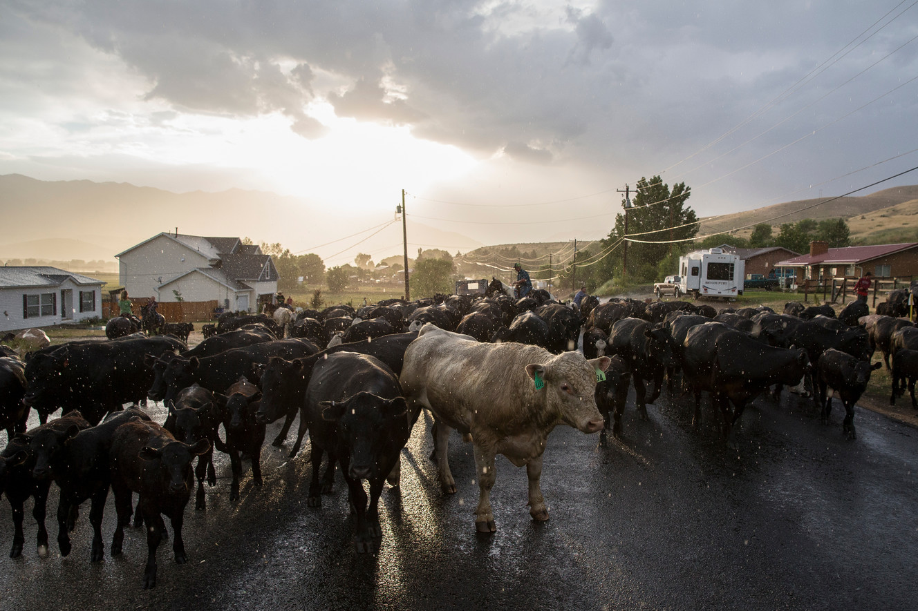 Agriculture adds $21B to Utah's economy