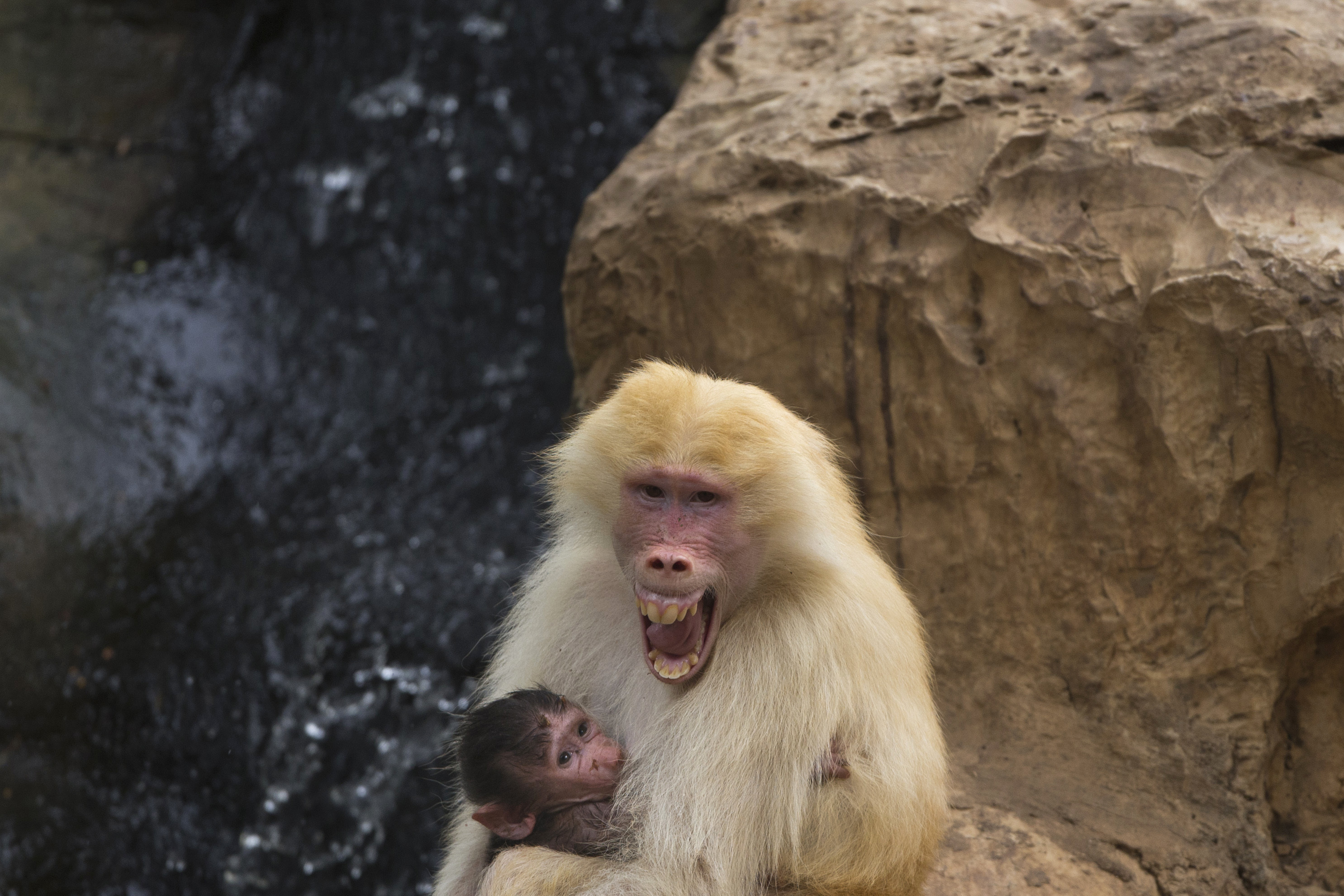 Scientists hear voice of ancient humans in baboon calls
