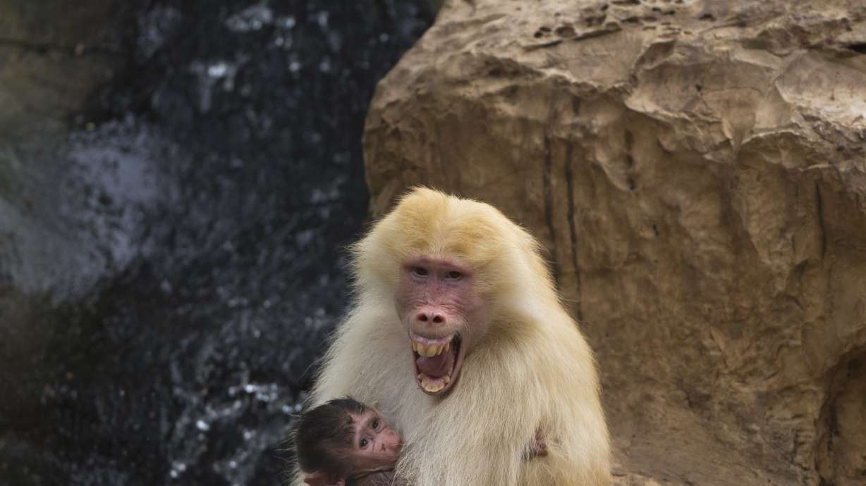 Scientists hear voice of ancient humans in baboon calls