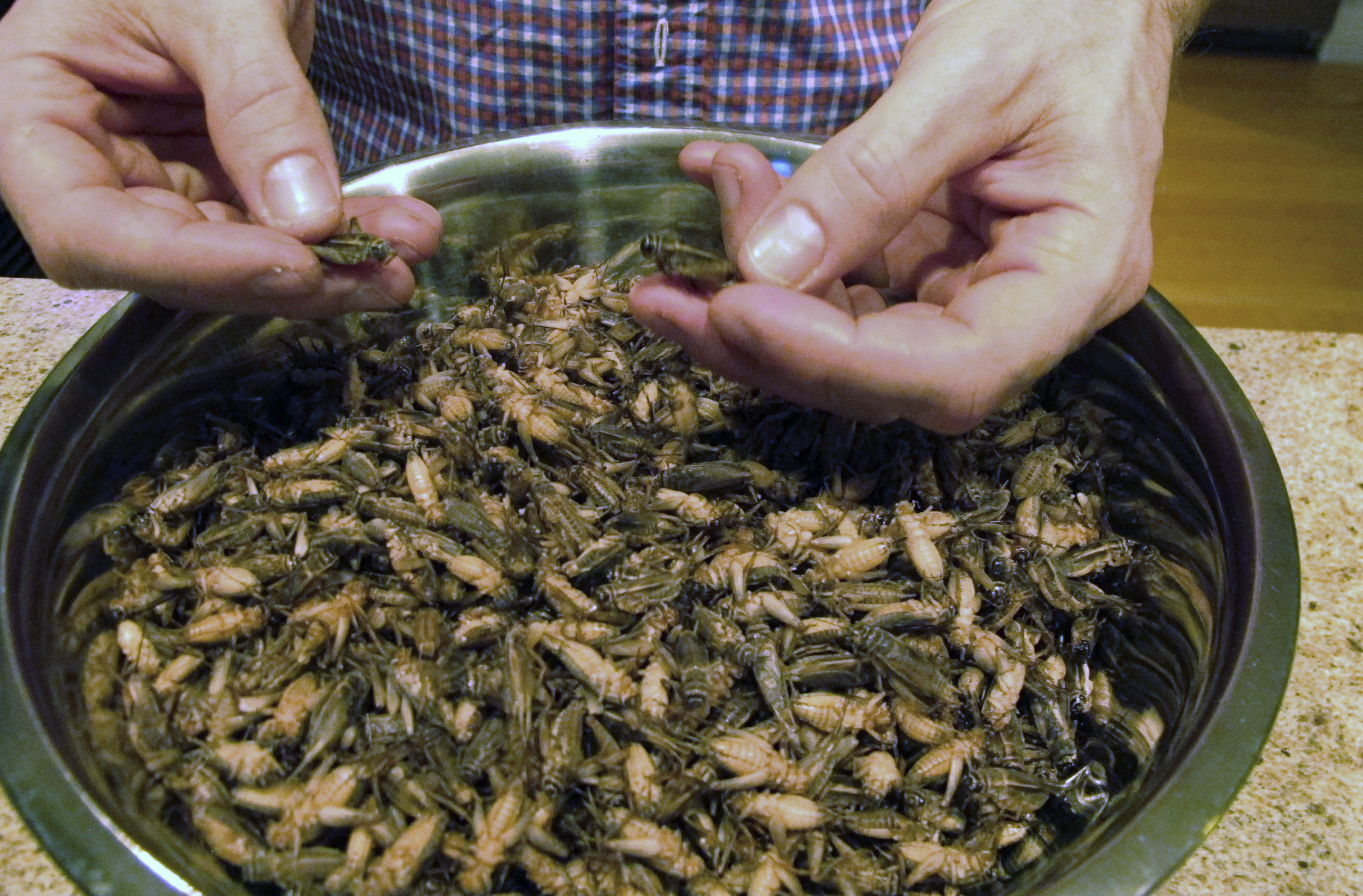 Fish and chirps? Crickets make leap in demand as a protein