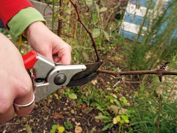 Grape Pruning Basics