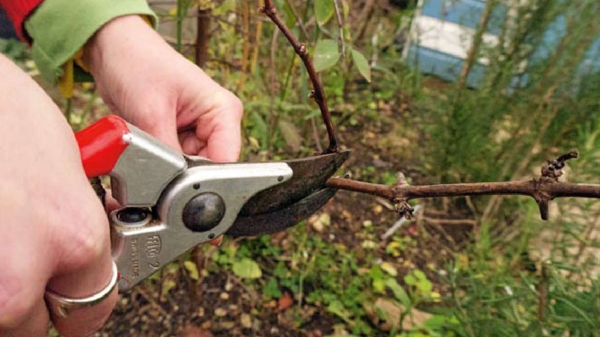 Grape Pruning Basics