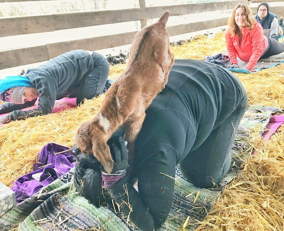 'Goat yoga' is a thing — and hundreds are lining up for it