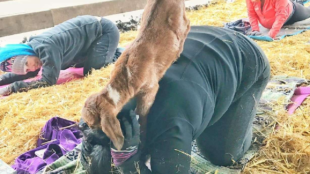 'Goat yoga' is a thing — and hundreds are lining up for it