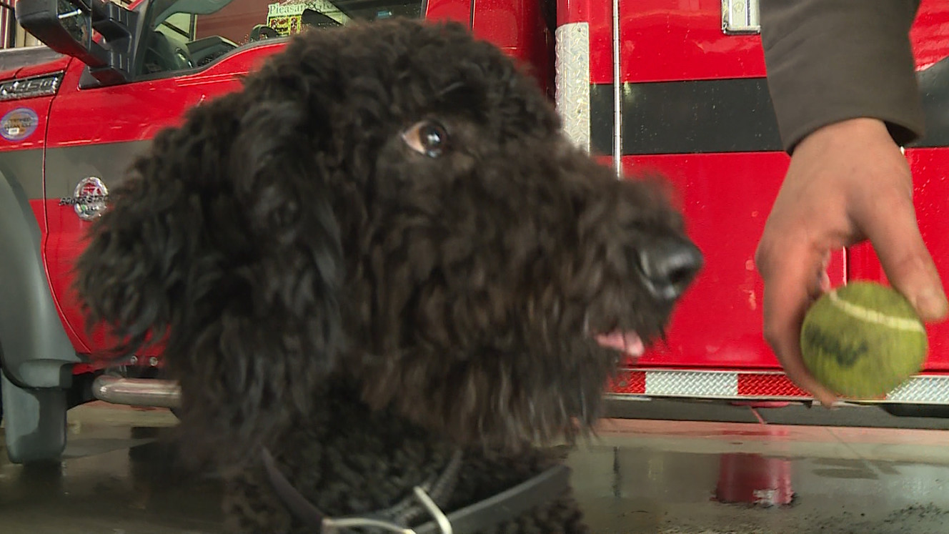 Arson waits for the ball at the Pleasant Grove Fire Department. (Photo: Ray Boone, KSL TV)