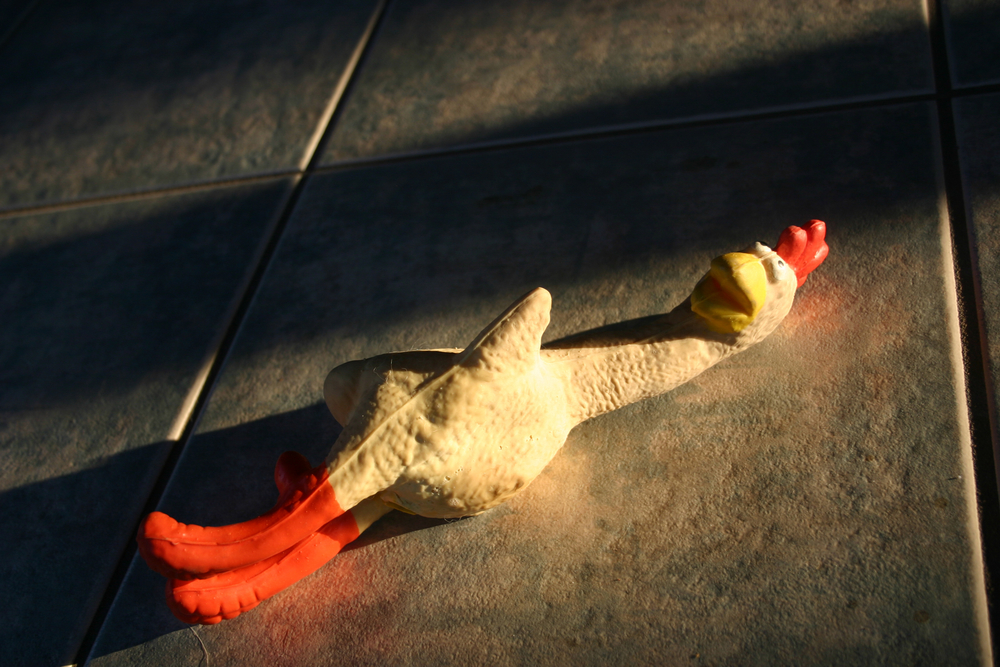 Have You Seen This? Horse vs. squeaky toy