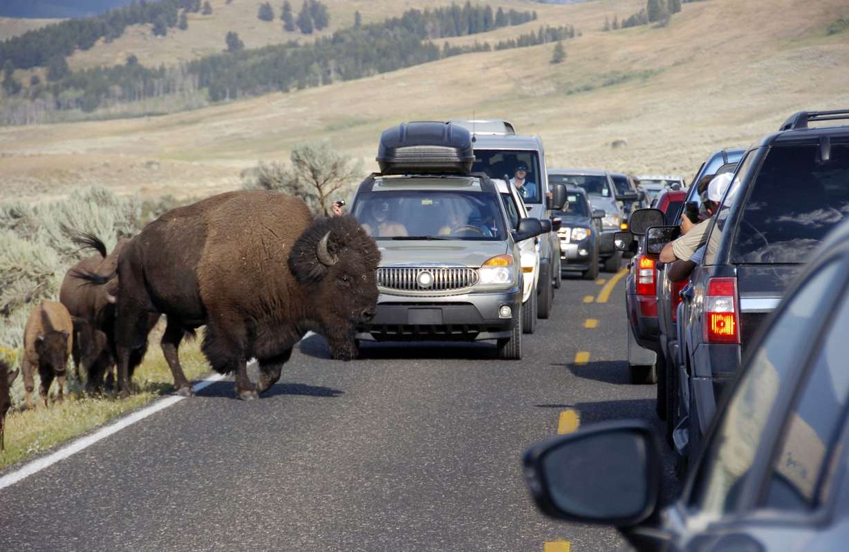 In this Aug. 3, 2016, file photo, a large bison blocks traffic as crowds of tourists take photos in the Lamar Valley of Yellowstone National Park, Wyo. Photo: Matthew Brown, AP Photo, File