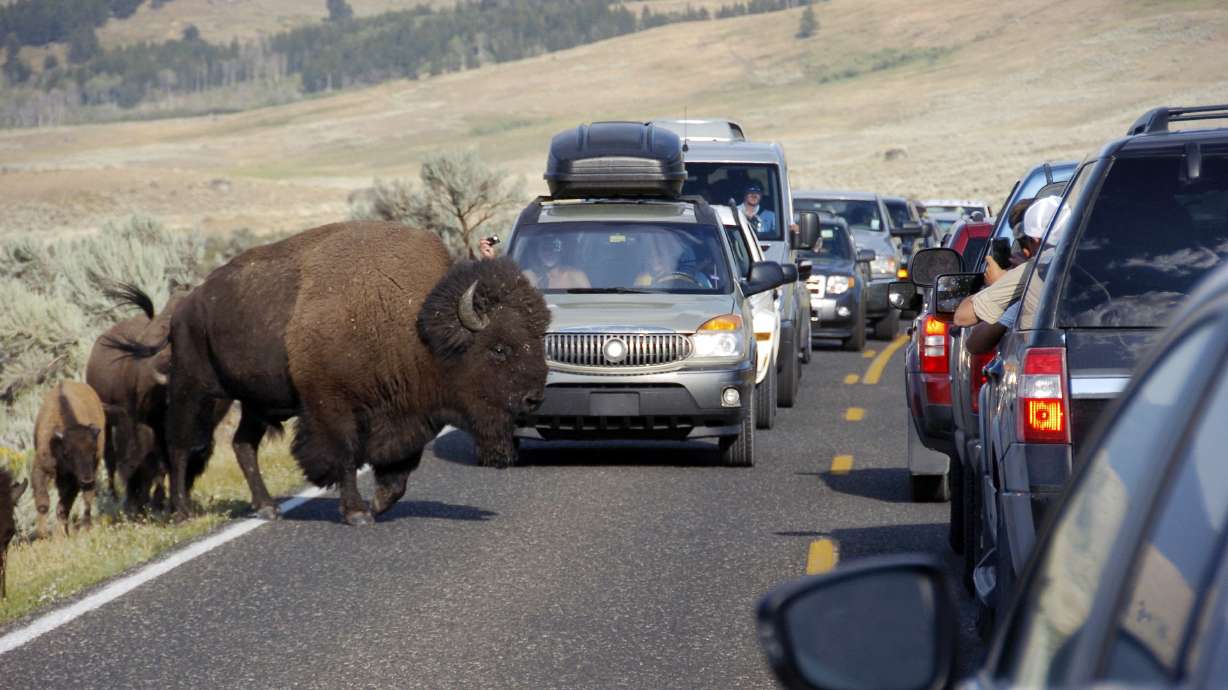 Bison protesters banned from Yellowstone for 5 years