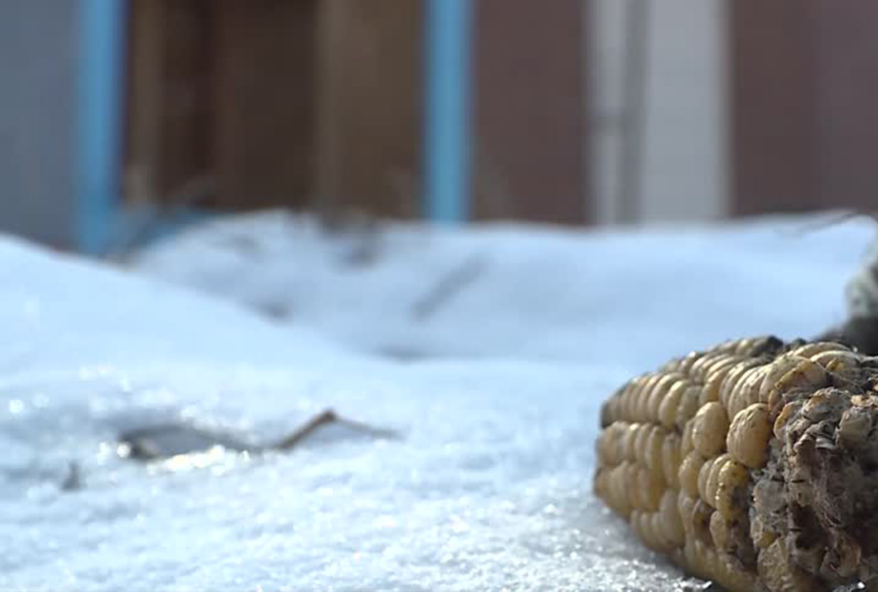 Photo: Steve Breinholt, KSL TV