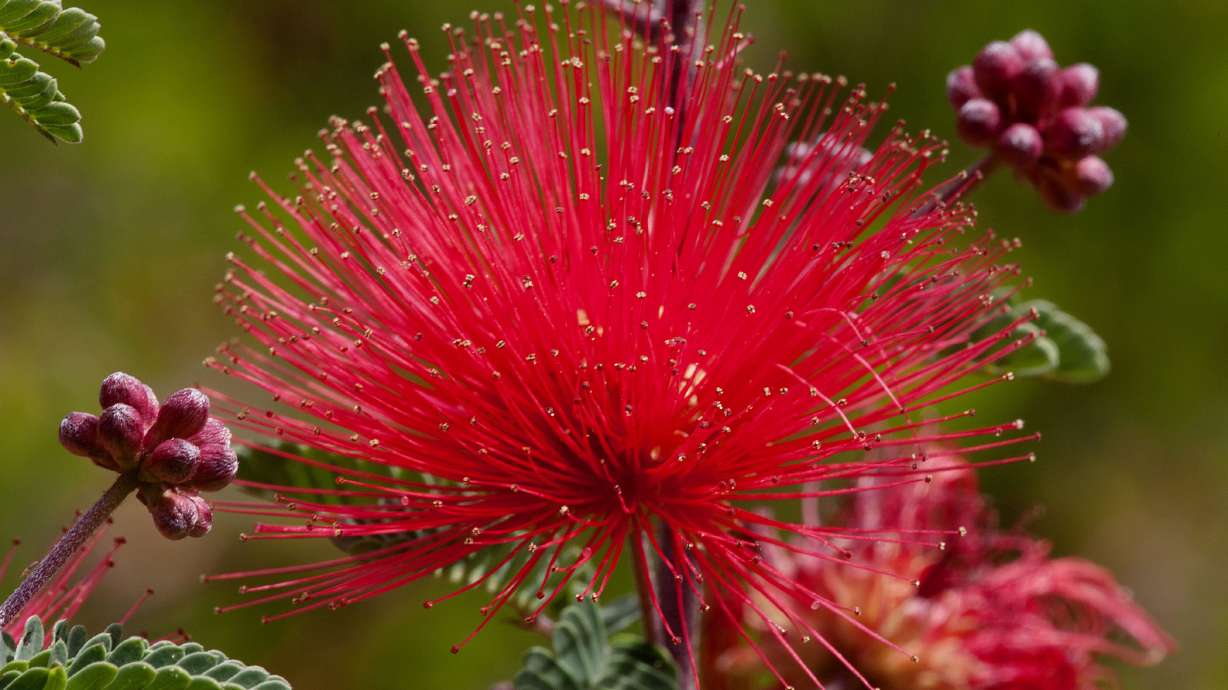 Gottlieb Native Garden: a Southern California oasis