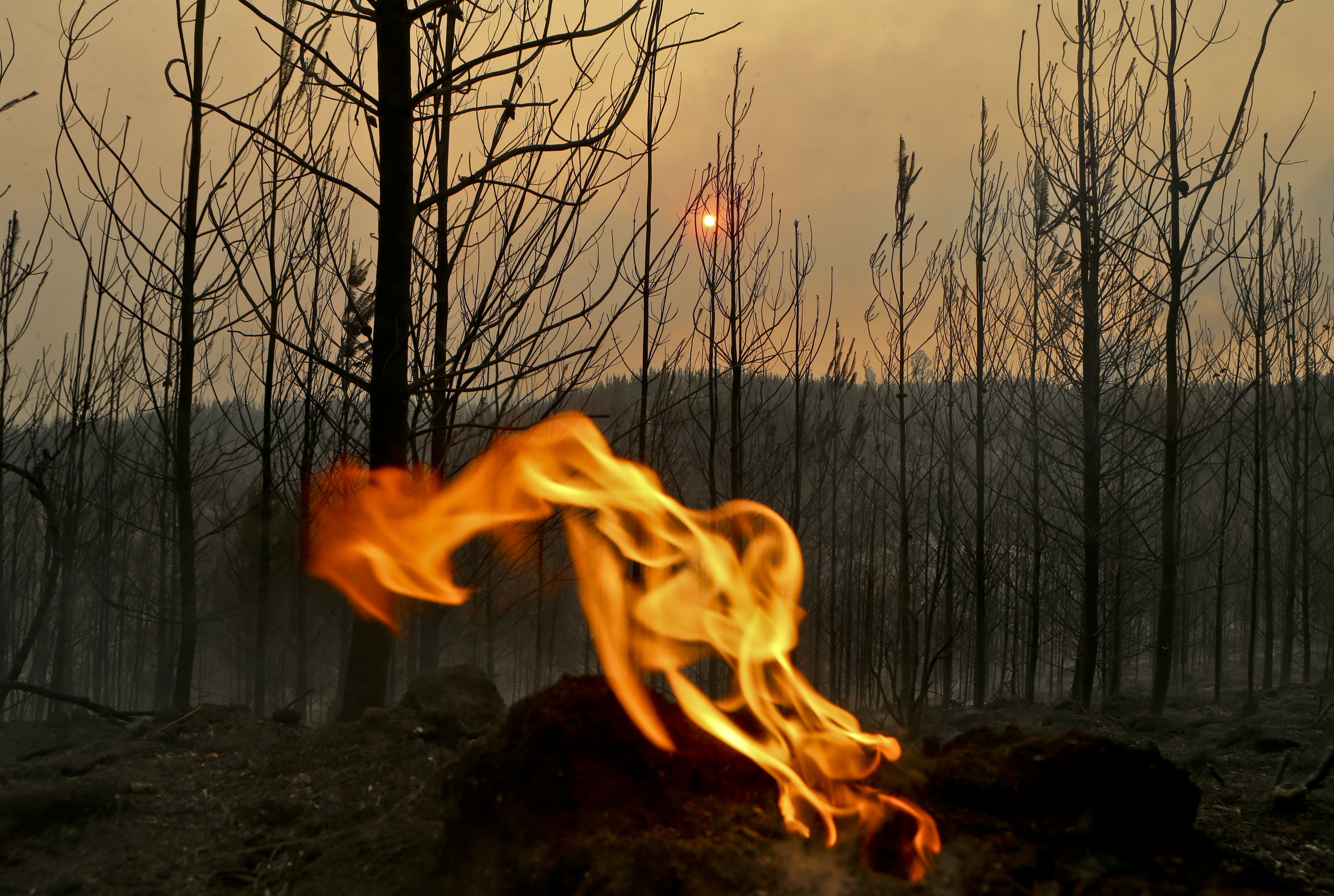 Wildfires in Chile destroy homes, livestock, livelihoods