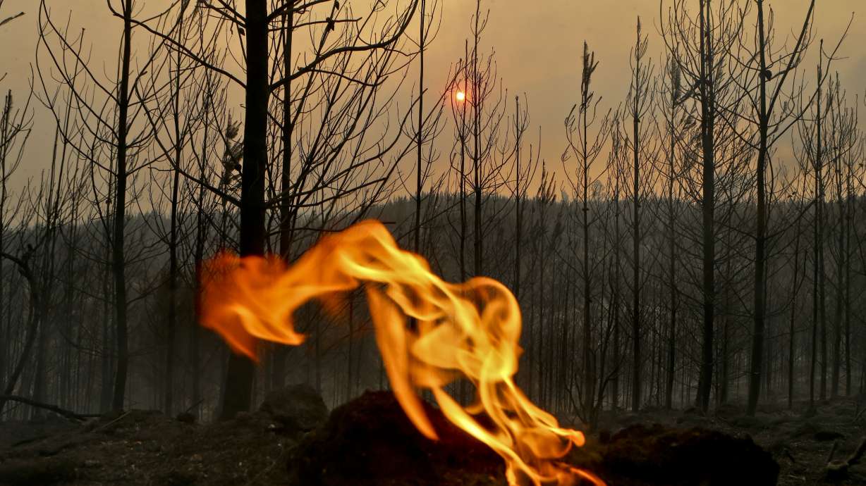 Wildfires in Chile destroy homes, livestock, livelihoods