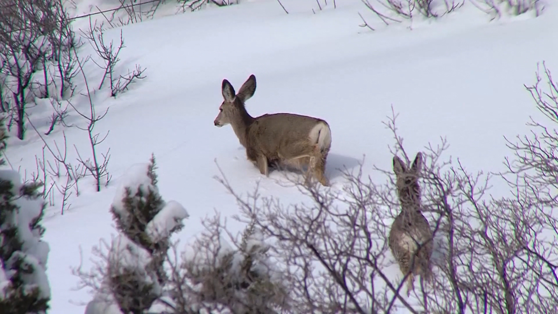 DWR watches for poachers while feeding deer in harsh weather 
