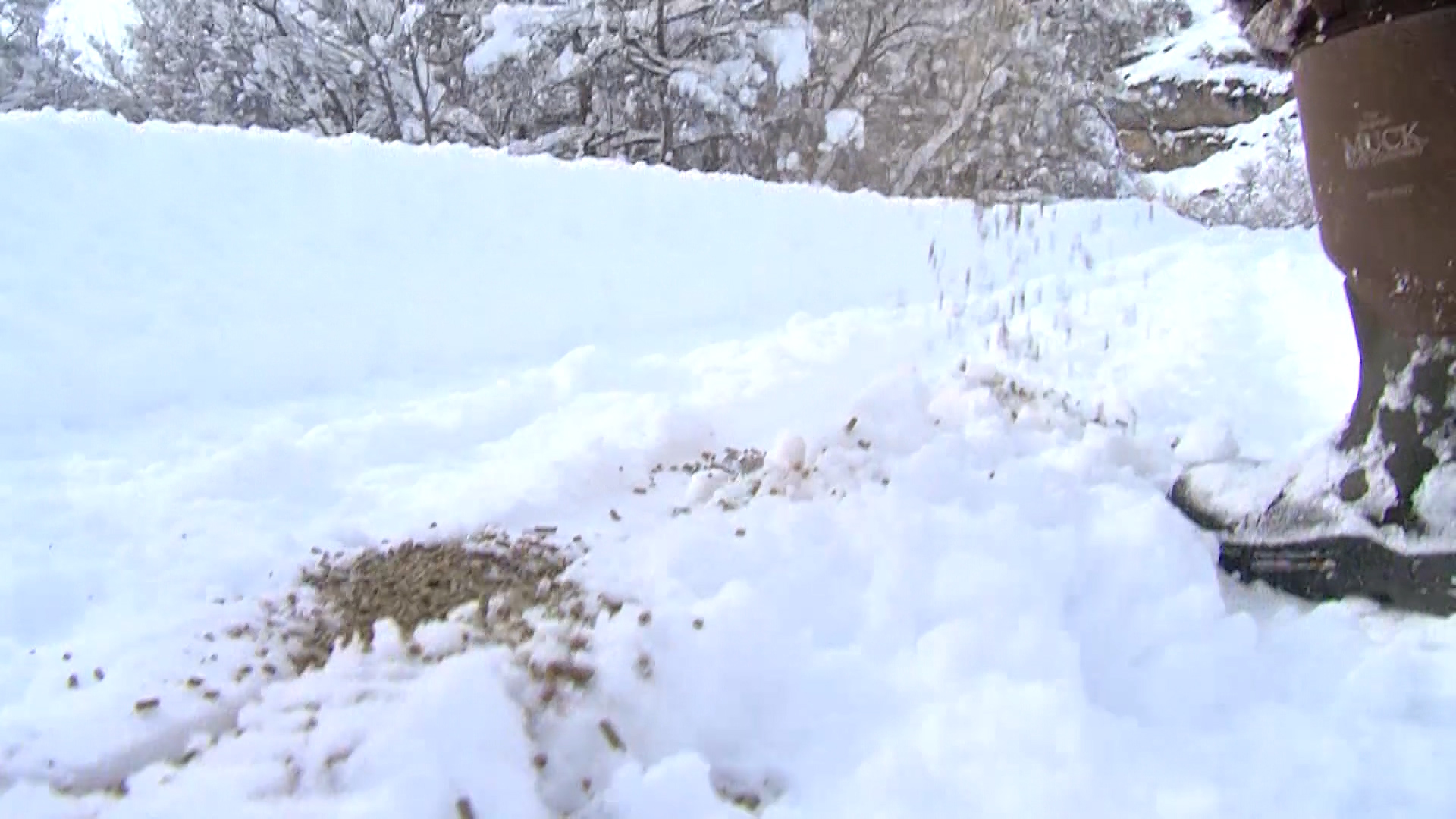Feed put out for deer in Cache County. Photo: KSL TV