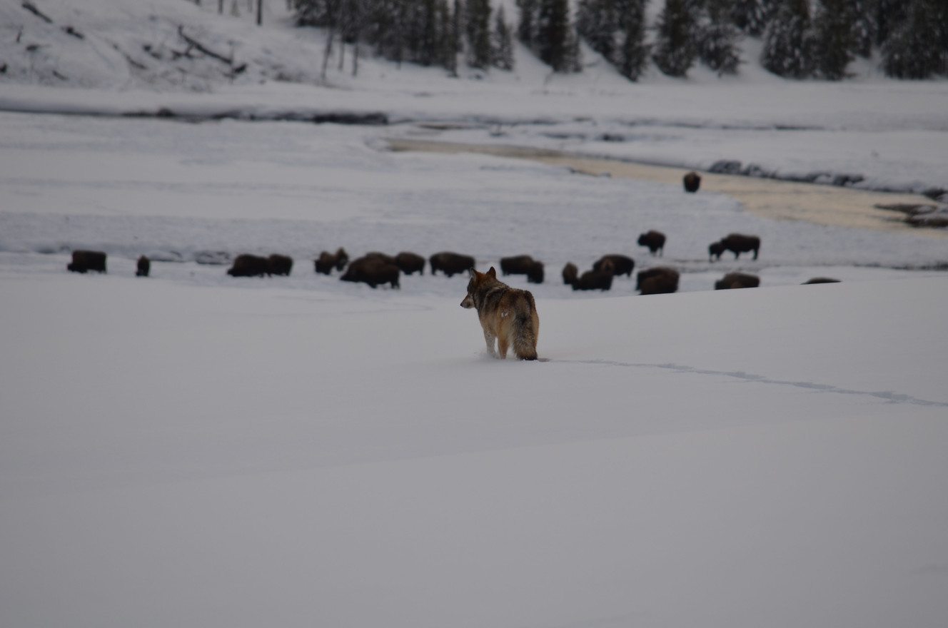 Winter in Yellowstone is a magical place for the lucky few visitors who tour the park this time of year. One of the pleasures for winter tourists is to spot wildlife without the traffic jams that are frequently triggered by summer sightings. (Photo: Thomas Hollenhorst)